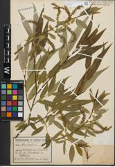 Foto von Salix fragilis L.